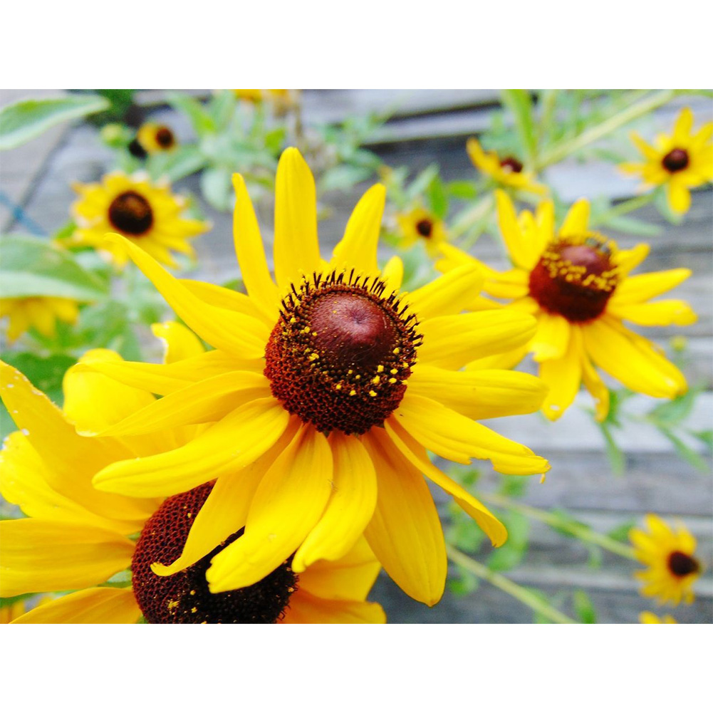 

40*30CM - Round Drill Diamond Painting - Rudbeckia, 501 Original