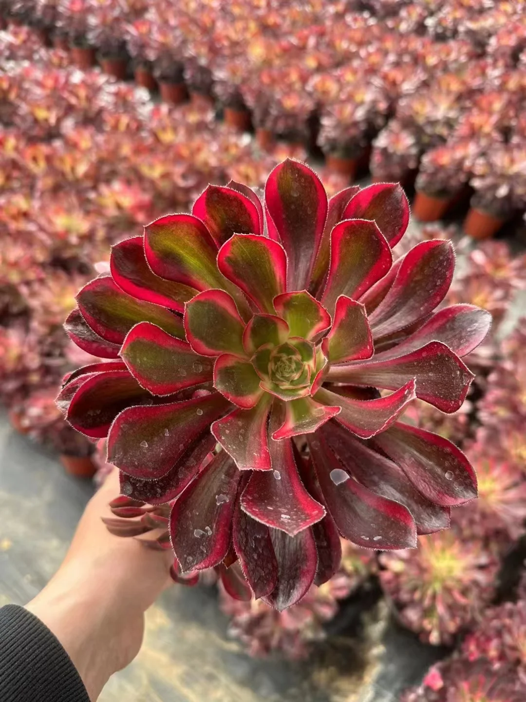 plant Aeonium Echeveria Haworthia  Caudex  Lithops Cactus  Agave 