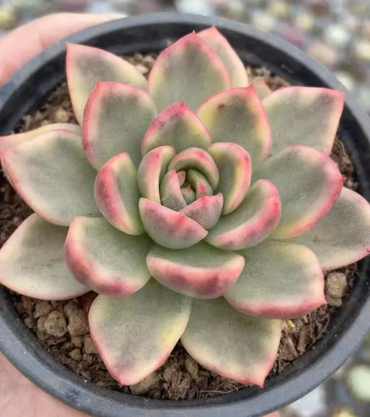 plant Aeonium Echeveria Haworthia  Caudex  Lithops Cactus  Agave 