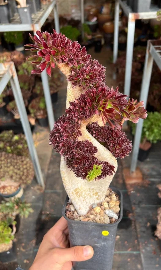 plant Aeonium Echeveria Haworthia  Caudex  Lithops Cactus  Agave 