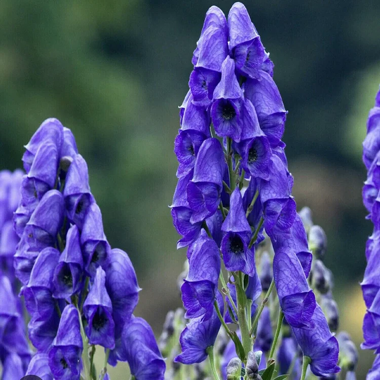 Blue Aconitum Limited In Stock
