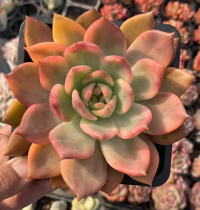 plant Aeonium Echeveria Haworthia  Caudex  Lithops Cactus  Agave 