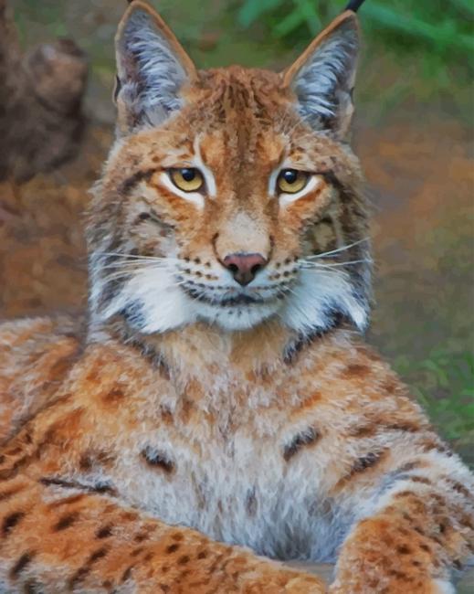 

Bobcat – Paint By Numbers - 40*50CM, 501 Original