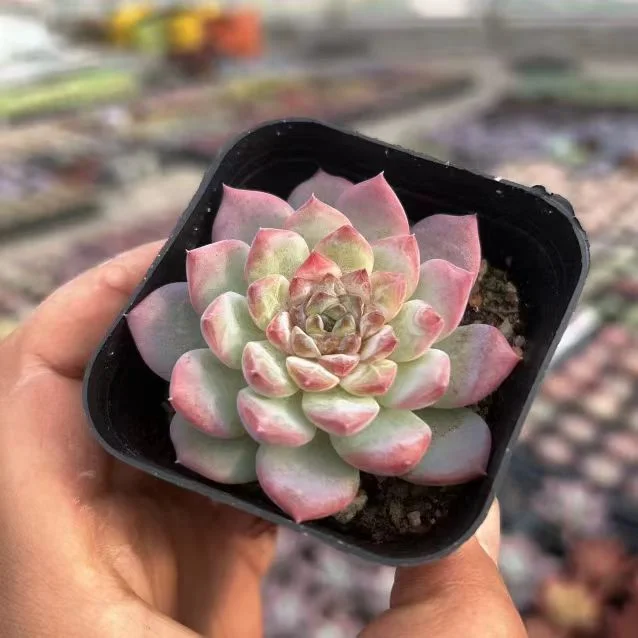 plant Aeonium Echeveria Haworthia  Caudex  Lithops Cactus  Agave 