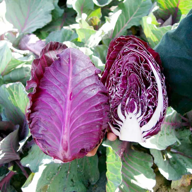 Seeds Cabbage Red Kalibos Giant Vegetable JONY PARK