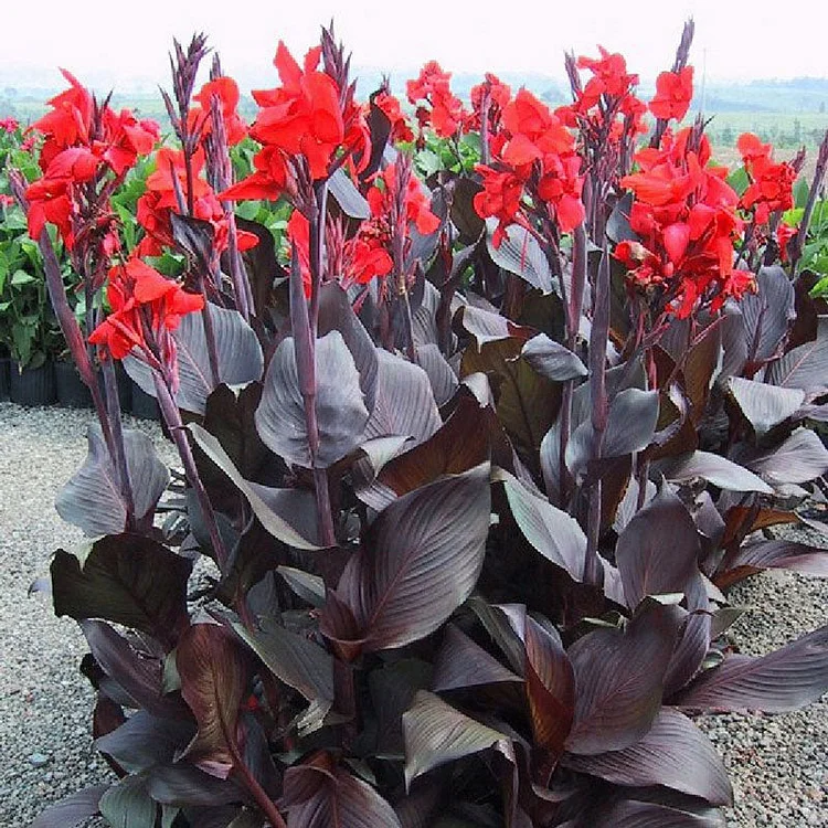 Canna Lily Flower Seeds Perennial Beautiful Bonsai Plant