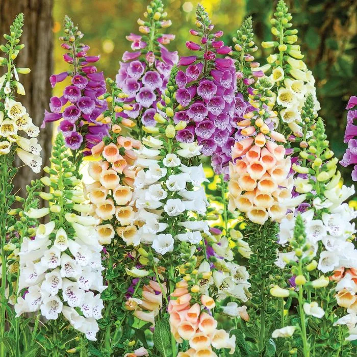 🔔Foxglove Flower Seeds
