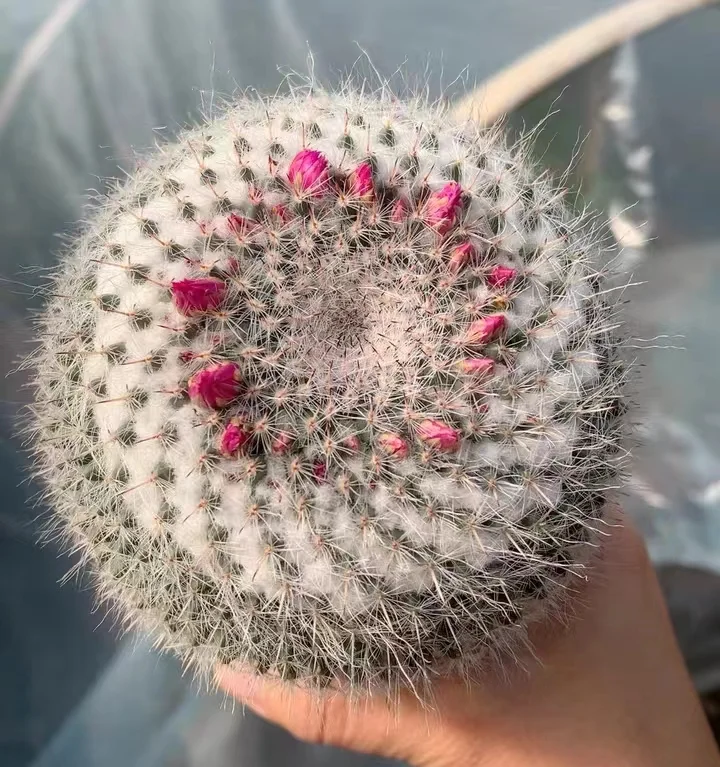 plant Aeonium Echeveria Haworthia  Caudex  Lithops Cactus  Agave 