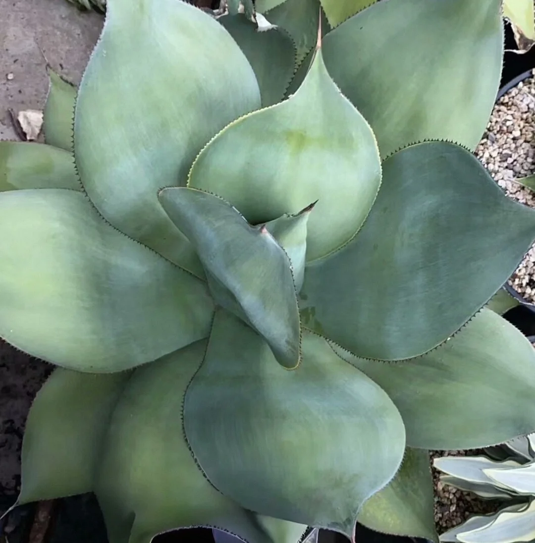 plant Aeonium Echeveria Haworthia  Caudex  Lithops Cactus  Agave 