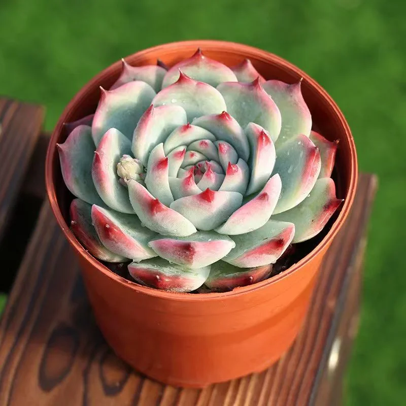 plant Aeonium Echeveria Haworthia  Caudex  Lithops Cactus  Agave 