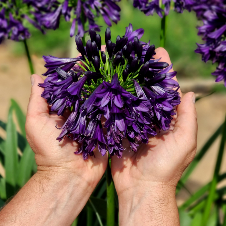 Agapanthus africanus 'Black Jack'
