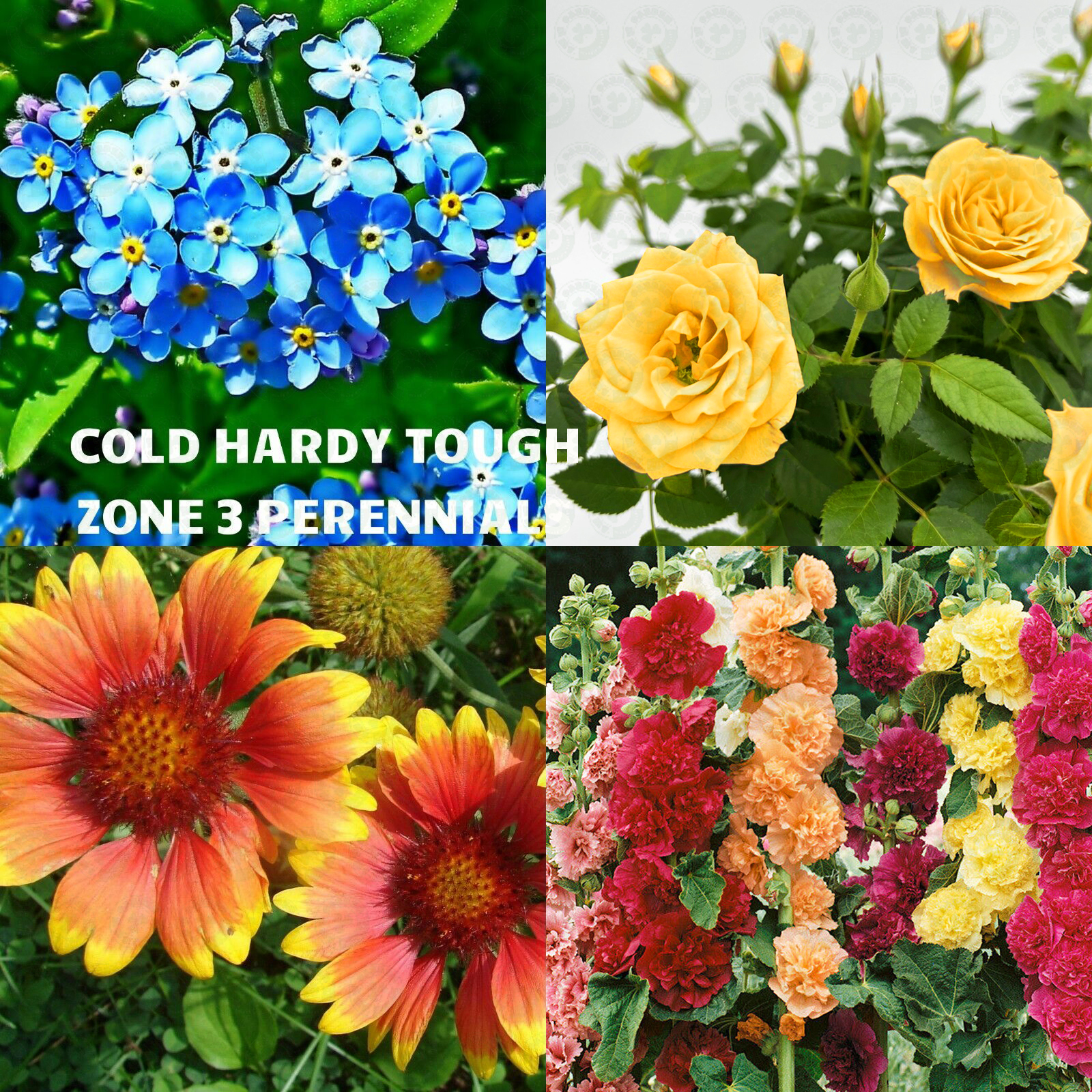 Extreme Cold Hardy Perennial Flower Seeds Mix Jonyparkseed®