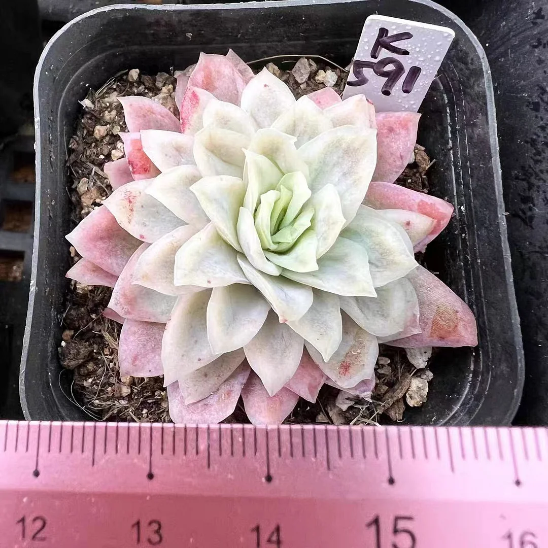 plant Aeonium Echeveria Haworthia  Caudex  Lithops Cactus  Agave 