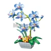 The Phalaenopsis Potted Plant
