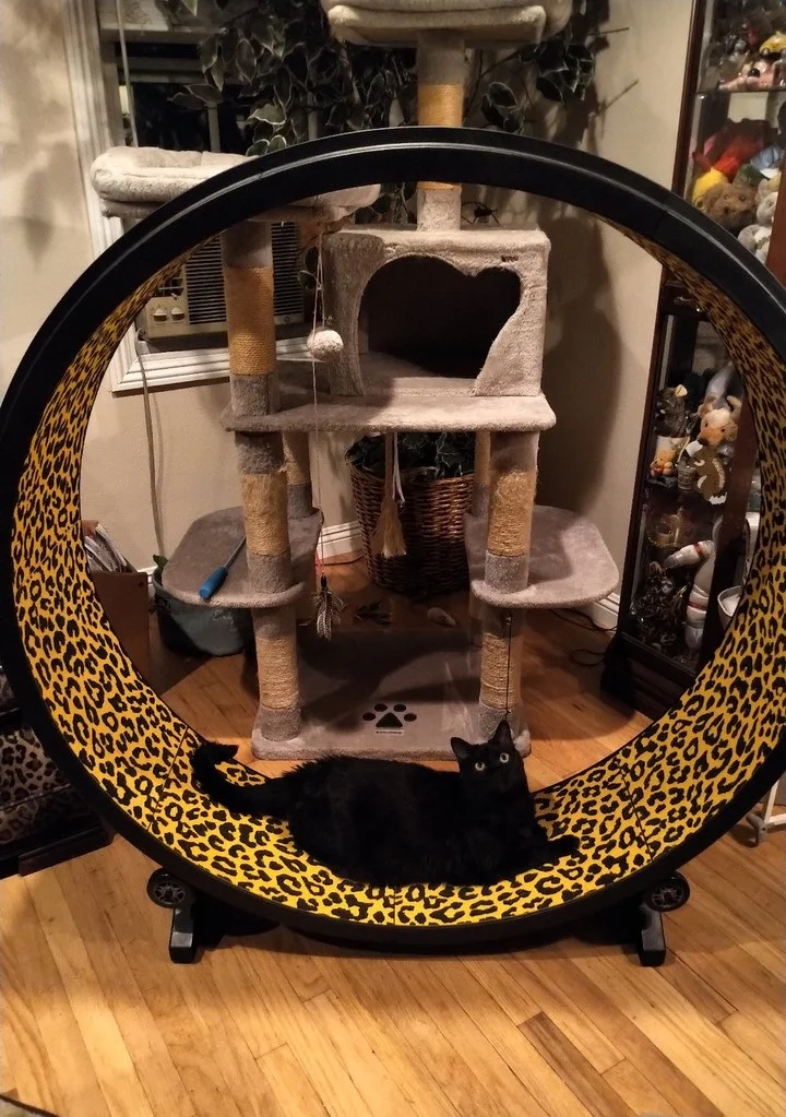 Cat Exercise Wheel