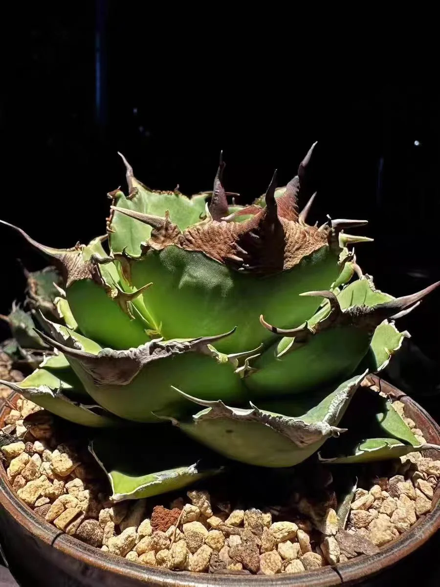 abld11. Agave Titanota Black Panther 8cm/Agave plants/ Succulent plants / Garden landscape / Carefully select healthy plants