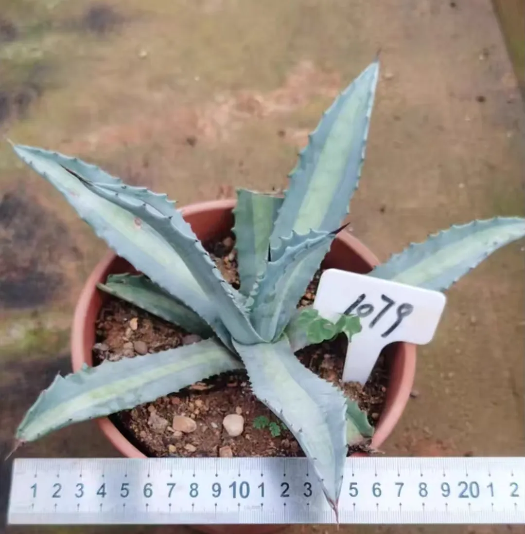 plant Aeonium Echeveria Haworthia  Caudex  Lithops Cactus  Agave 