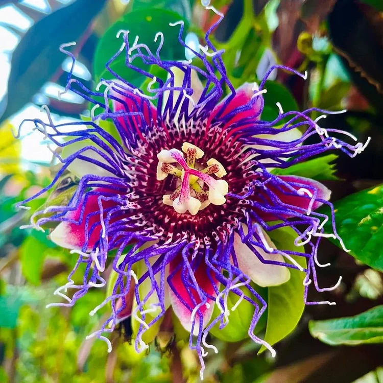 🌺 BEAUTIFUL PASSIONFLOWER SEEDS 🌿