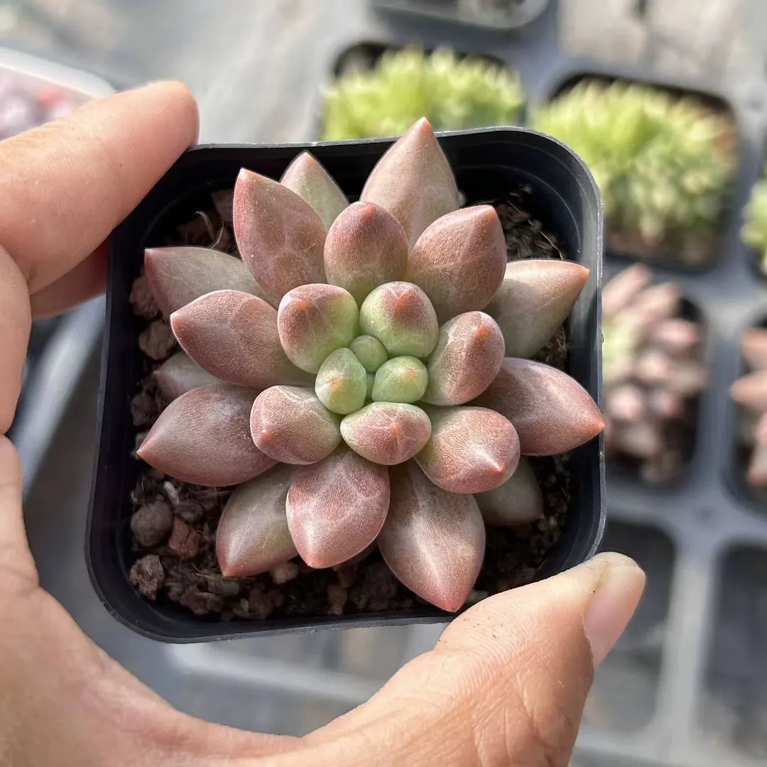 plant Aeonium Echeveria Haworthia  Caudex  Lithops Cactus  Agave 