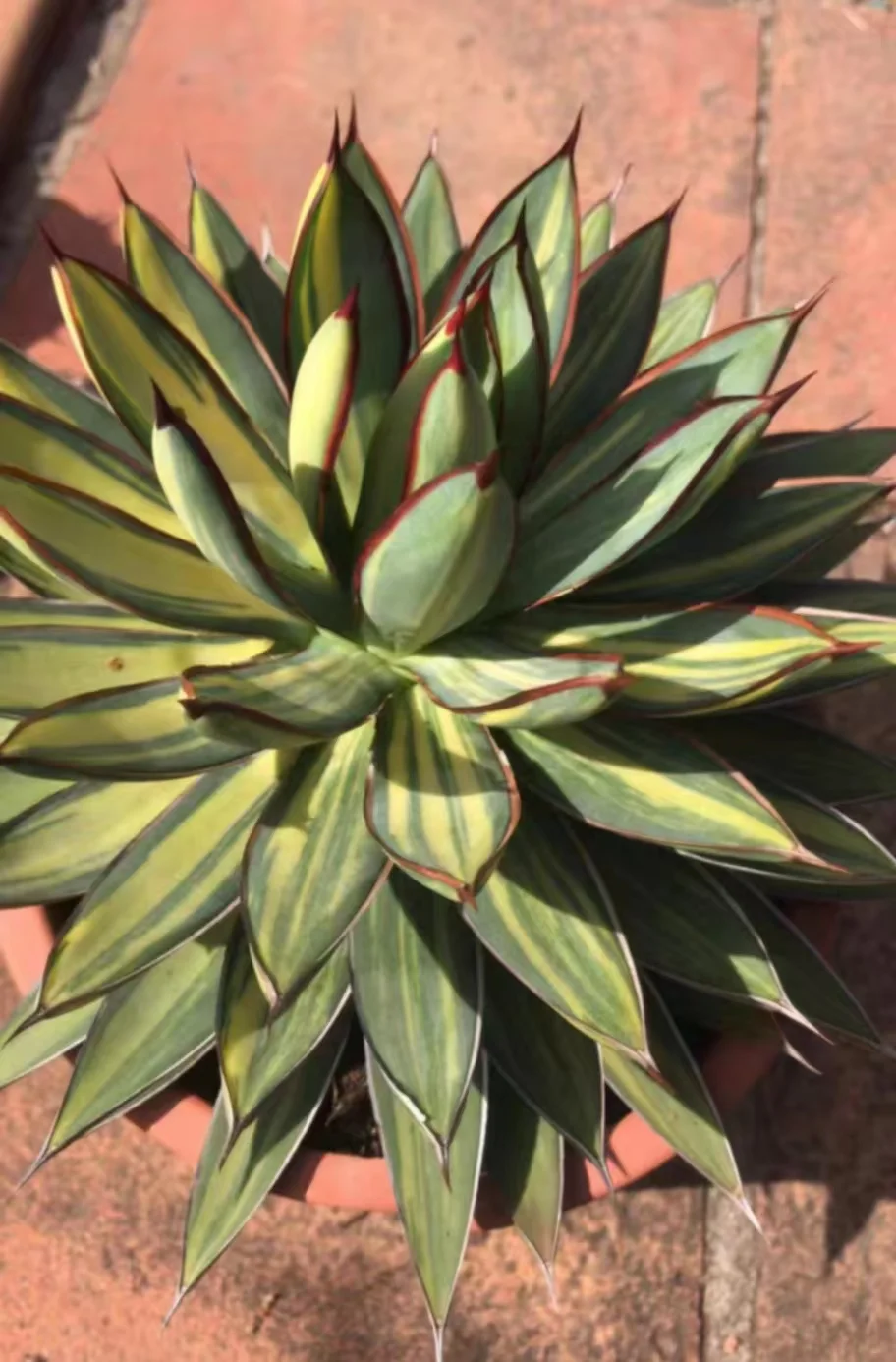 1066..Agave Burnt Burgundy' striata 10cm/Agave plants / Succulent plants / Garden landscape / Carefully select healthy plants