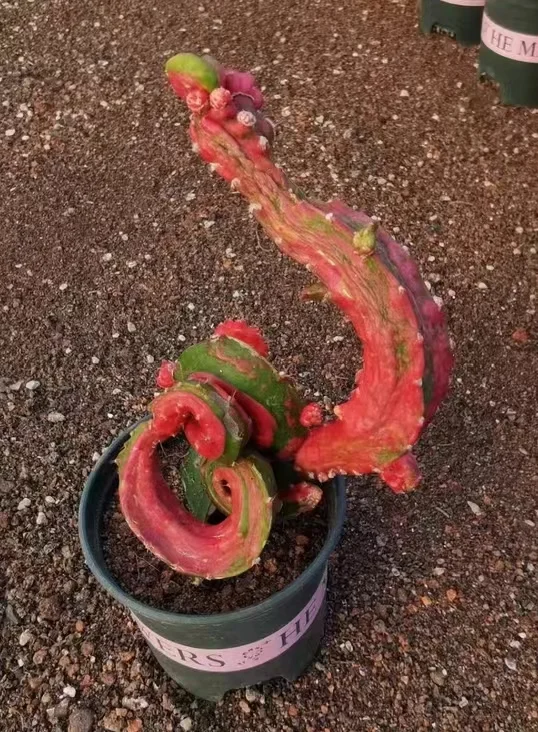 plant Aeonium Echeveria Haworthia  Caudex  Lithops Cactus  Agave 