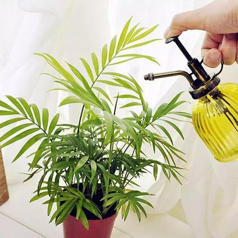 Glass Plant Mister Spray Bottle in Vibrant Colors in use