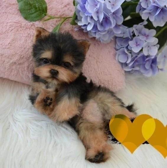 casey the yorkie toy dog