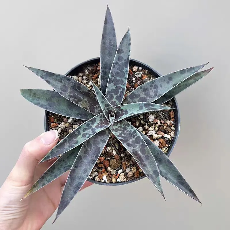 plant Aeonium Echeveria Haworthia  Caudex  Lithops Cactus  Agave 
