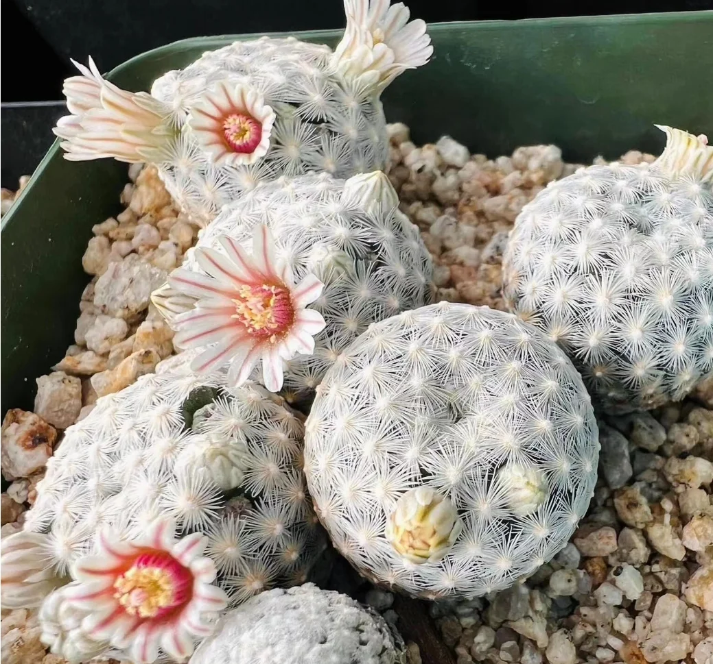 plant Aeonium Echeveria Haworthia  Caudex  Lithops Cactus  Agave 