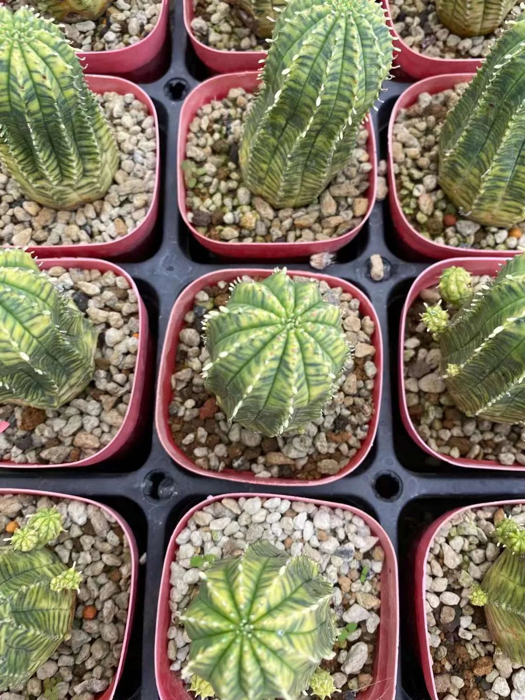 plant Aeonium Echeveria Haworthia  Caudex  Lithops Cactus  Agave 