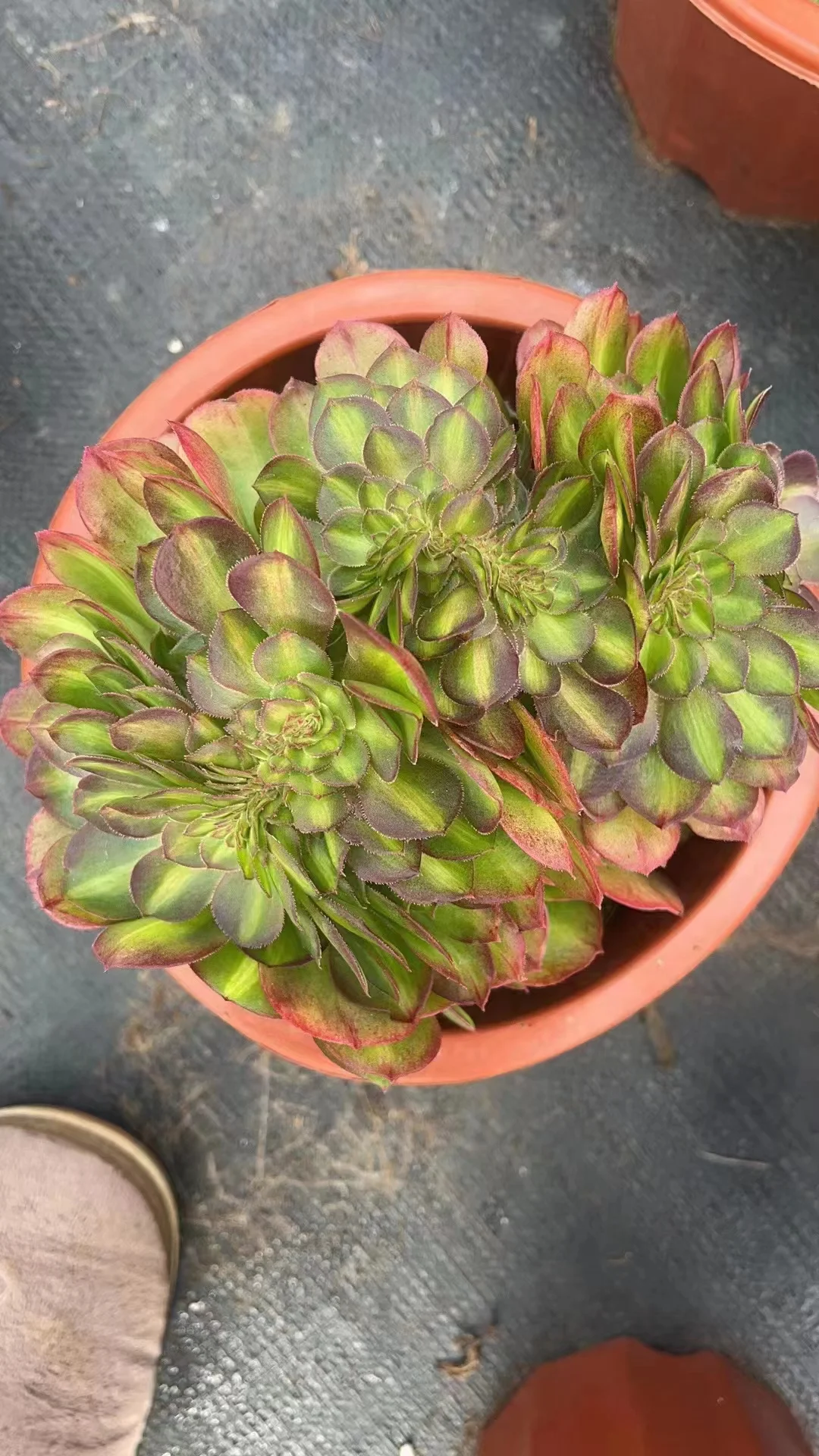 345.  Halloween Medium spot Brocade crested / Aeonium crested/ Succulent plants / Garden landscape / Carefully select healthy plants