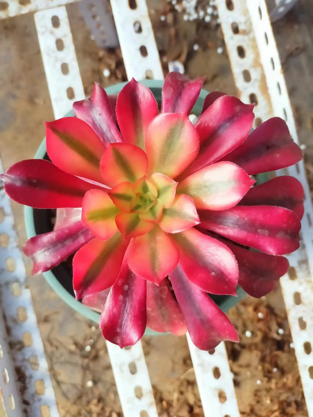 plant Aeonium Echeveria Haworthia  Caudex  Lithops Cactus  Agave 