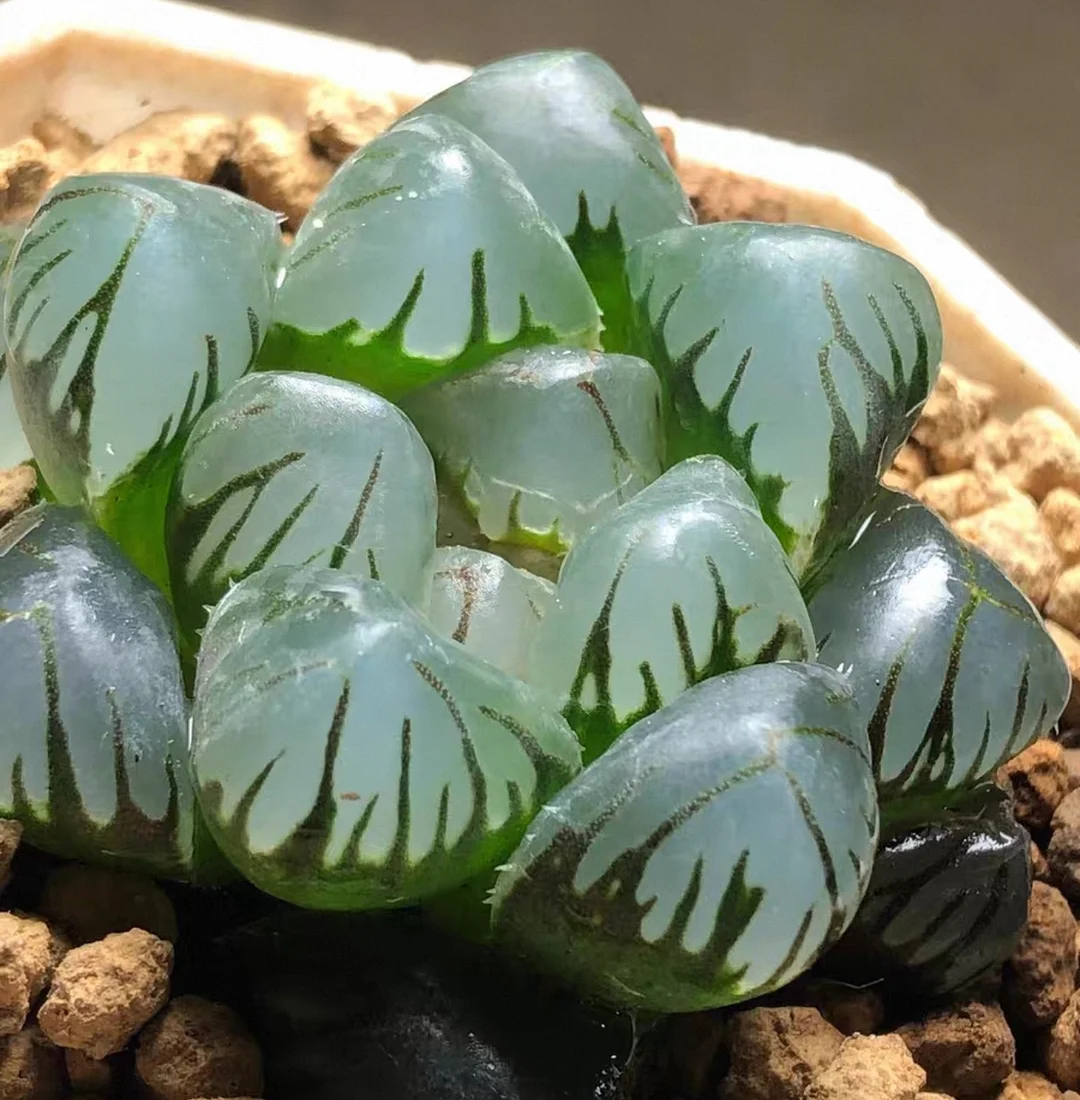 plant Aeonium Echeveria Haworthia  Caudex  Lithops Cactus  Agave 