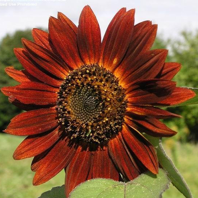 Earthwalker Sunflower  Sunflower Seeds - Earthwalker