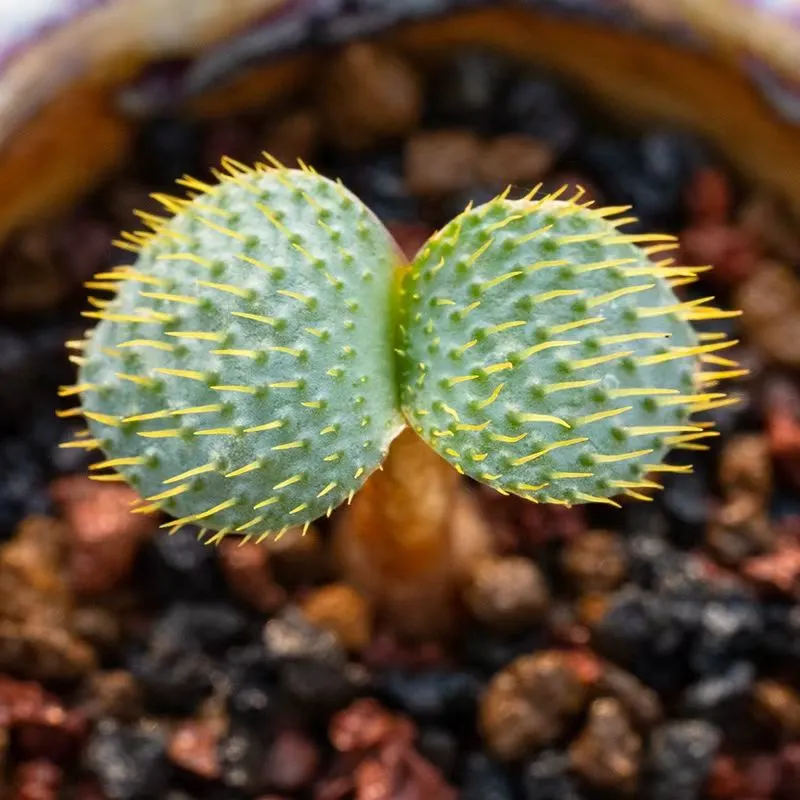 plant Aeonium Echeveria Haworthia  Caudex  Lithops Cactus  Agave 