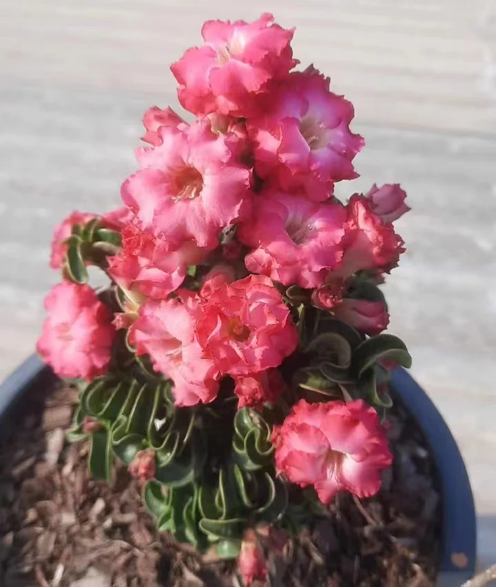 954. Adenium khao 1-1.2cm cm/Caudex/ Succulent plants / Garden landscape / Carefully select healthy plants