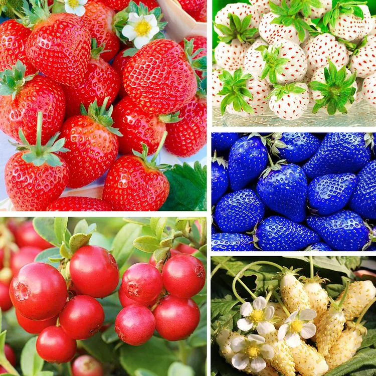 800+ Mix Strawberry Seeds for Planting