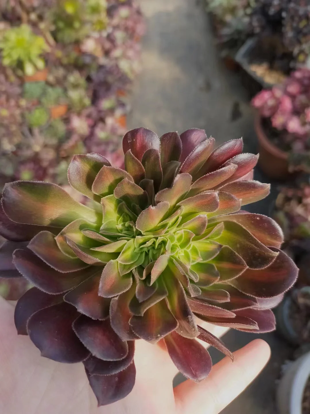 plant Aeonium Echeveria Haworthia  Caudex  Lithops Cactus  Agave 