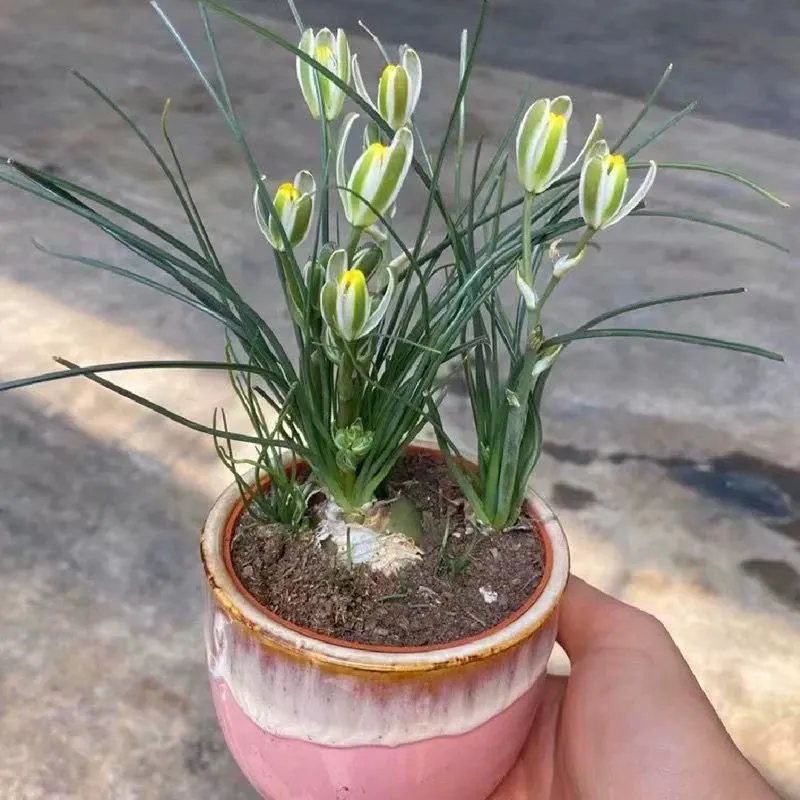 plant Aeonium Echeveria Haworthia  Caudex  Lithops Cactus  Agave 