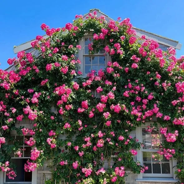 🔥49% OFF 🔥🌱Climbing Rose Seeds