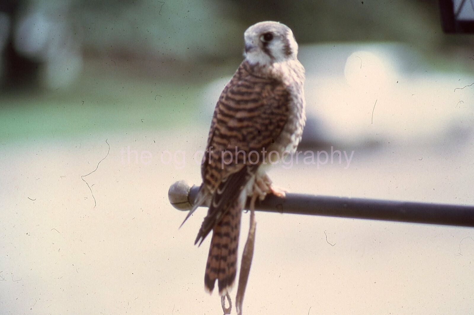 AMERICAN KESTREL 35mm FOUND SLIDE Vintage COLOR Original Photo Poster painting 18 T 18 D