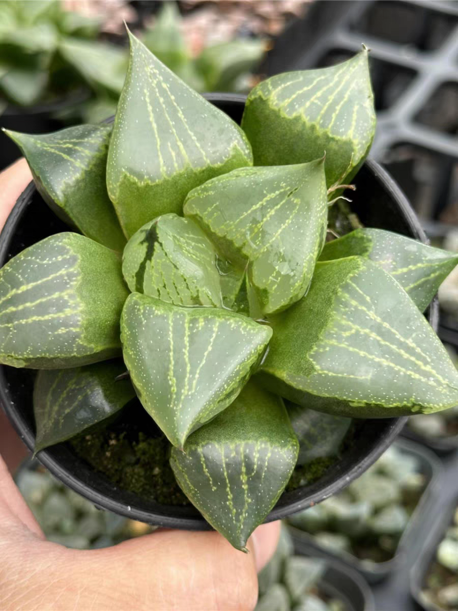 plant Aeonium Echeveria Haworthia  Caudex  Lithops Cactus  Agave 