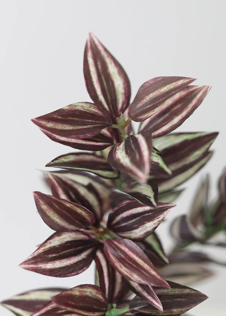 Mini Wandering Jew Pick - 11"