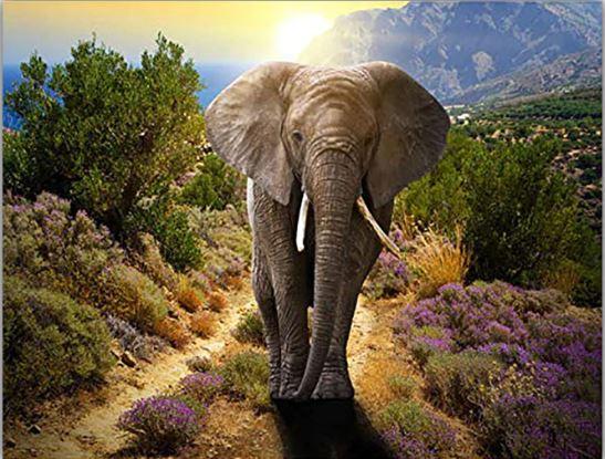 

Young Elephant – Paint By Numbers - 40*50CM, 501 Original