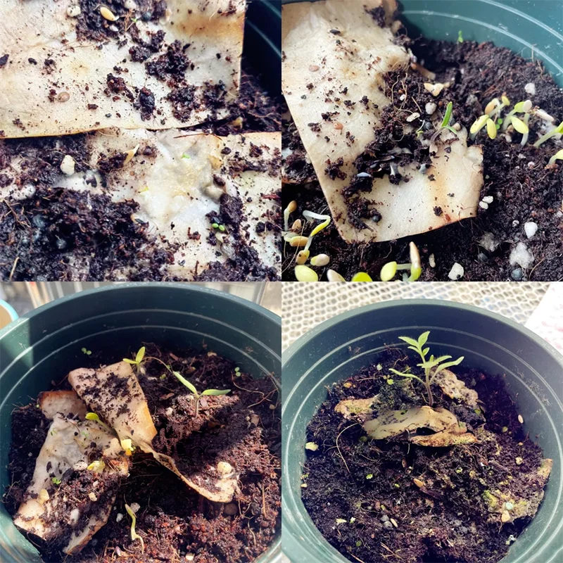 🌱2025 Eco-Friendly Plantable Seed Calendar🗓️