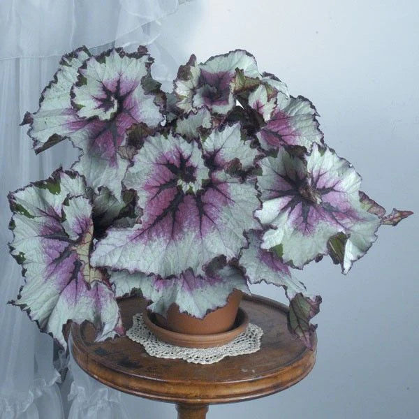 Purple-Green Coleus Flower Seeds Jonyparkseed®