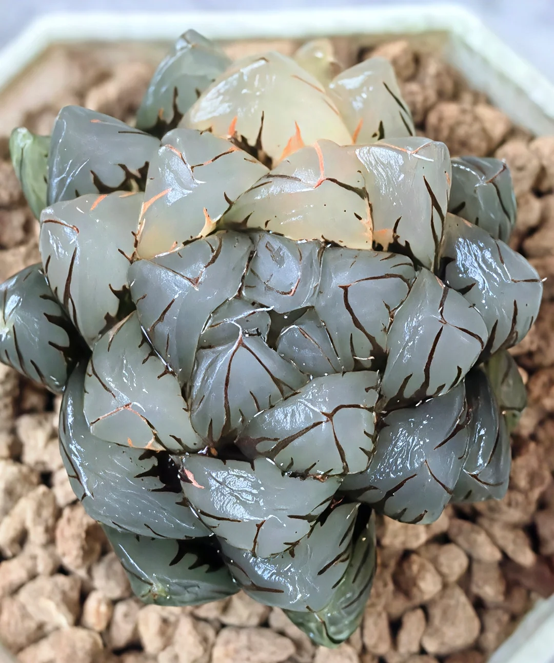 plant Aeonium Echeveria Haworthia  Caudex  Lithops Cactus  Agave 