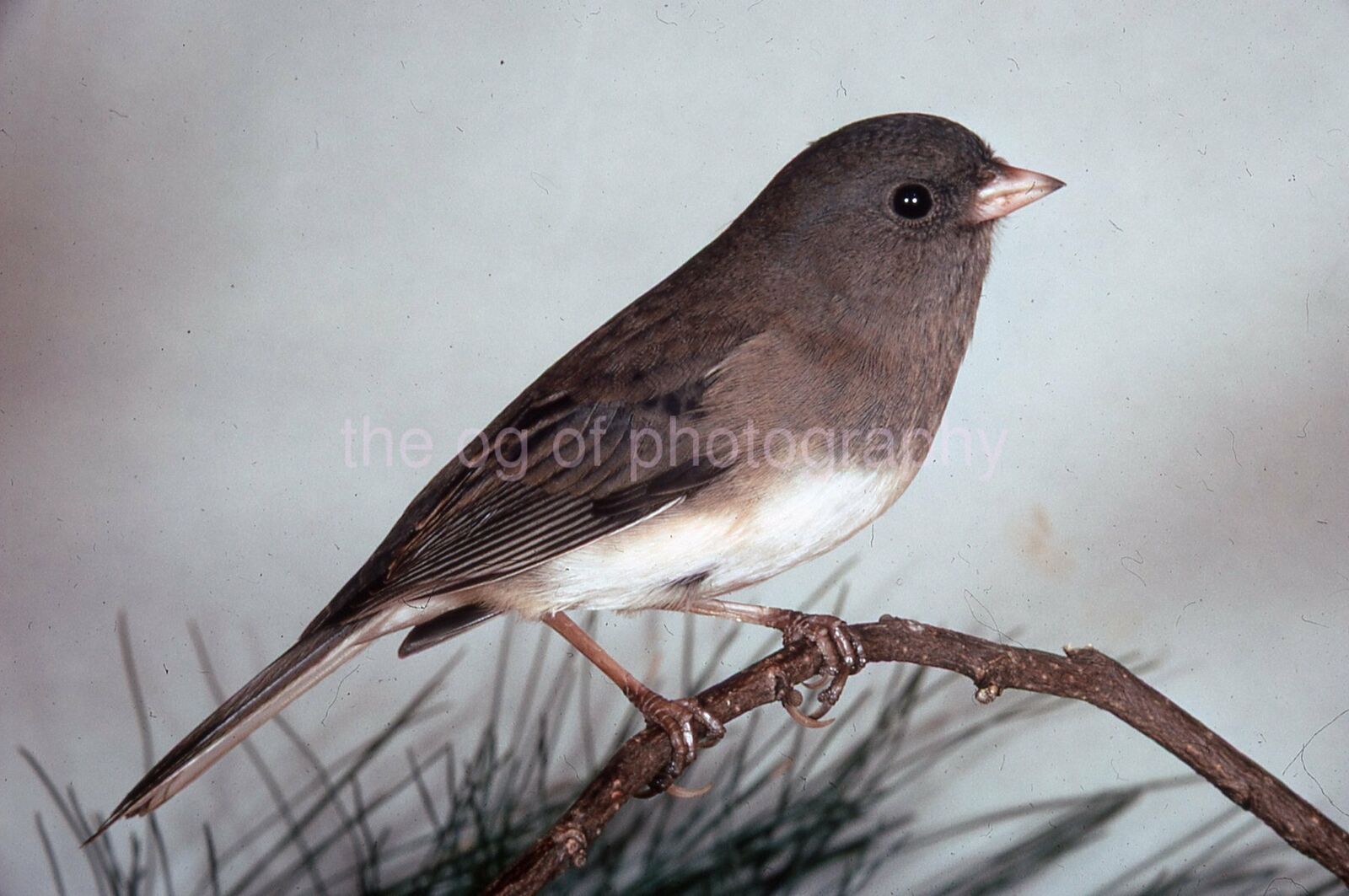 S.C. JUNCO 35mm FOUND BIRD SLIDE Vintage COLOR Photo Poster painting 15 T 22 D