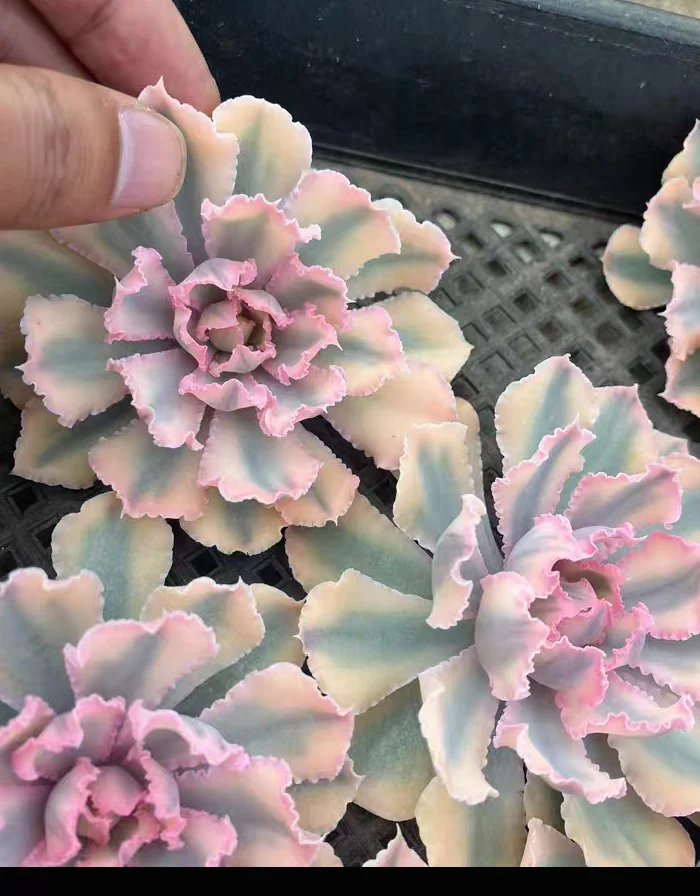 plant Aeonium Echeveria Haworthia  Caudex  Lithops Cactus  Agave 