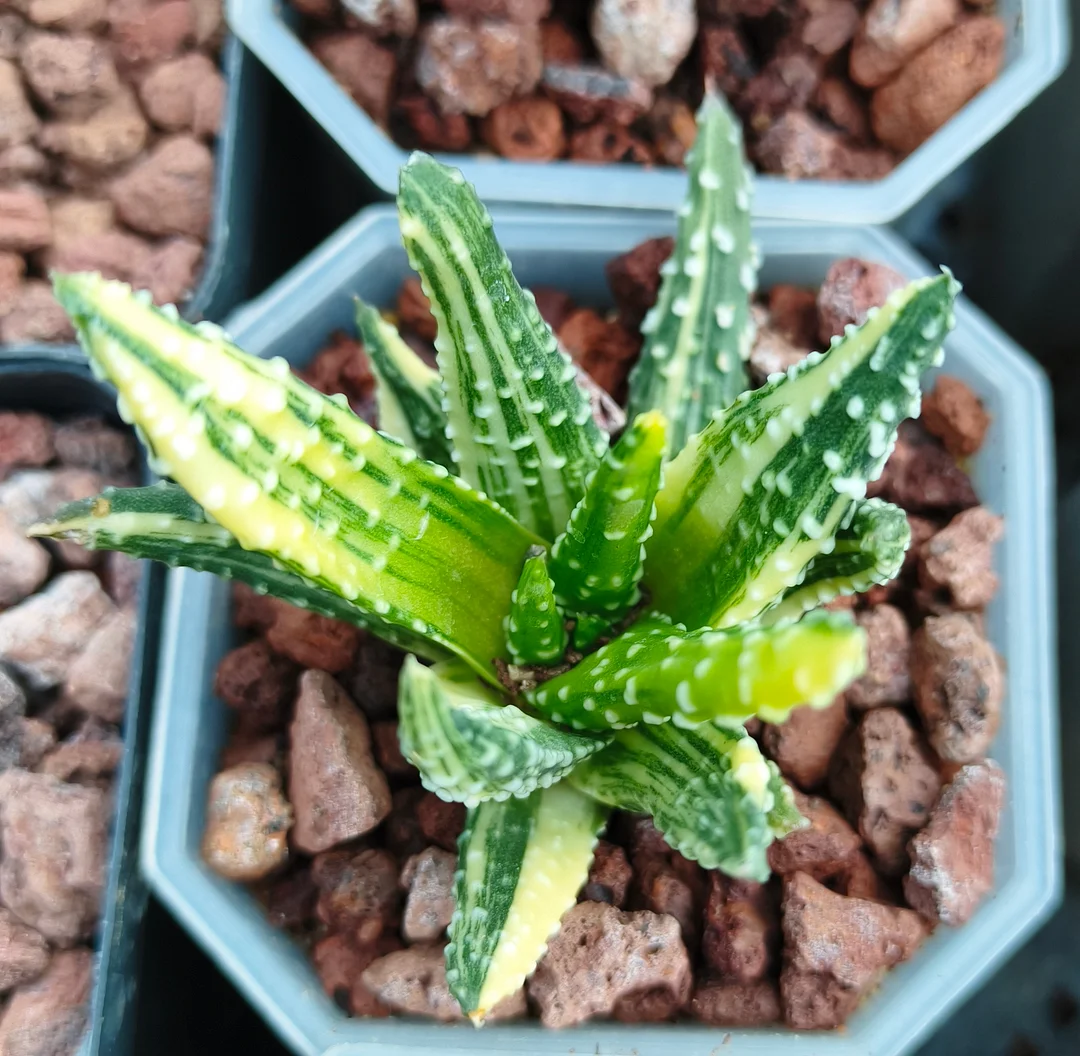 plant Aeonium Echeveria Haworthia  Caudex  Lithops Cactus  Agave 